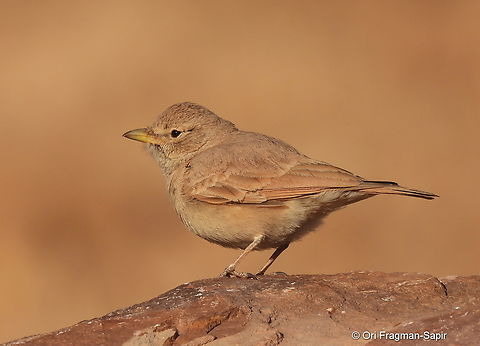 Ammomanes deserti S Israel, Eilat Mts, Nahal Amram Ammomanes deserti,Desert lark,Geotagged,Israel,Winter
