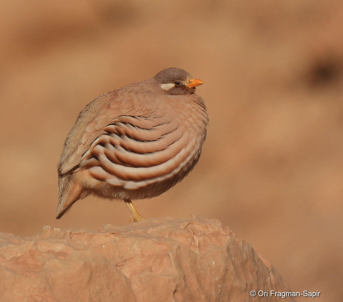 Ammoperdix heyi S Israel, Eilat Mts, Nahal Amram<br />
<br />
La perdiz des&eacute;rtica (Ammoperdix heyi)​  Ammoperdix heyi,Geotagged,Israel,Sand partridge,Winter
