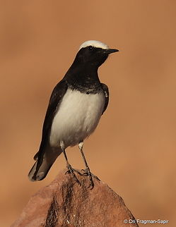 Hooded Wheatear