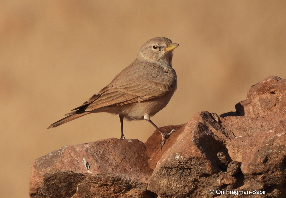 Ammomanes deserti S Israel, Eilat Mts, Nahal Amram Ammomanes deserti,Desert lark,Geotagged,Israel,Winter