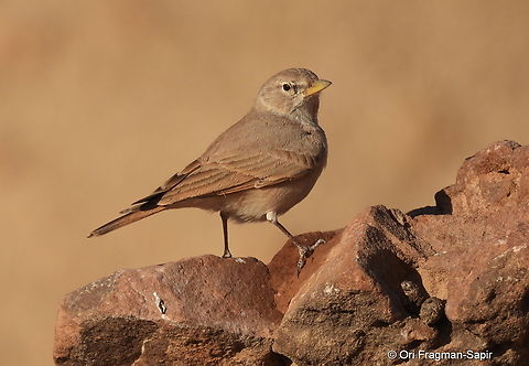 Ammomanes deserti S Israel, Eilat Mts, Nahal Amram Ammomanes deserti,Desert lark,Geotagged,Israel,Winter
