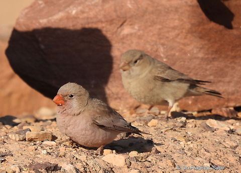 Bucanetes githagineus S Israel, Eilat Mts, Nahal Amram Bucanetes githagineus,Geotagged,Israel,Trumpeter finch,Winter