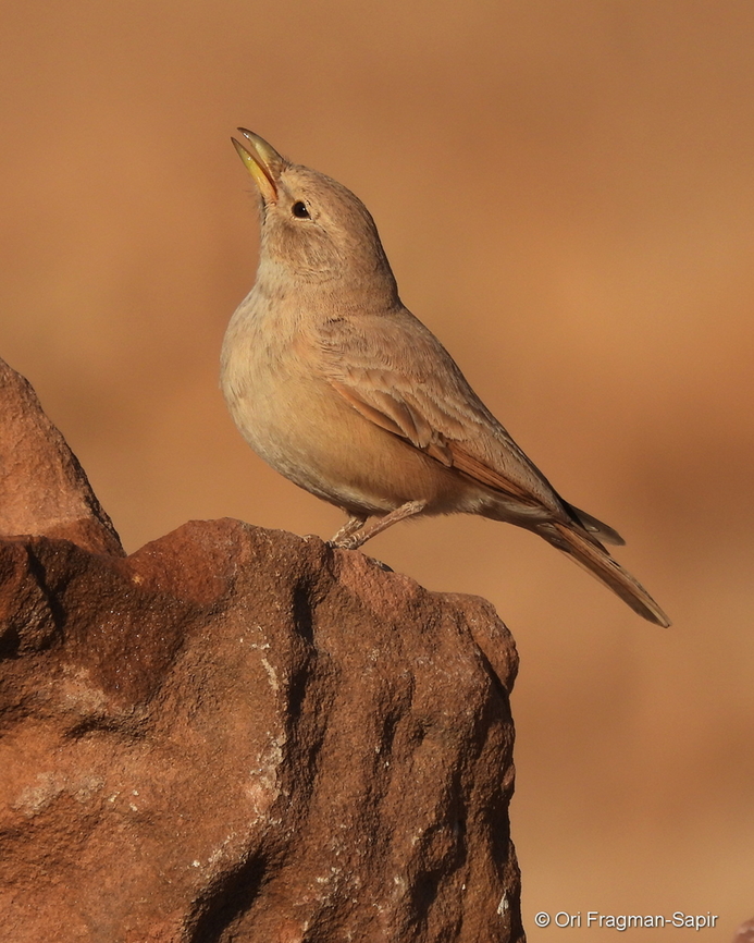 Ammomanes deserti S Israel, Eilat Mts, Nahal Amram Ammomanes deserti,Desert lark,Geotagged,Israel,Winter