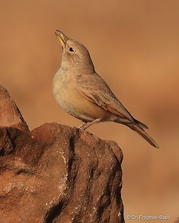 Ammomanes deserti S Israel, Eilat Mts, Nahal Amram Ammomanes deserti,Desert lark,Geotagged,Israel,Winter