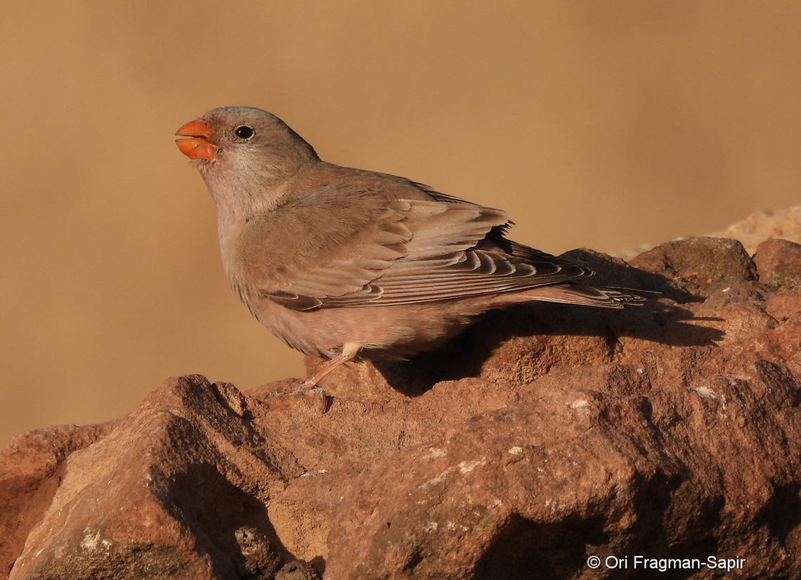 Bucanetes githagineus S Israel, Eilat Mts, Nahal Amram Bucanetes githagineus,Geotagged,Israel,Trumpeter finch,Winter