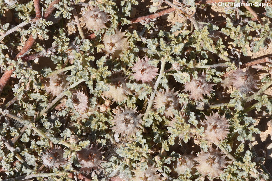 Neurada procumbens S Israel, Arava Valley, Ktura fields Geotagged,Israel,Neurada procumbens,Winter