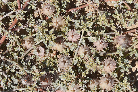 Neurada procumbens S Israel, Arava Valley, Ktura fields Geotagged,Israel,Neurada procumbens,Winter