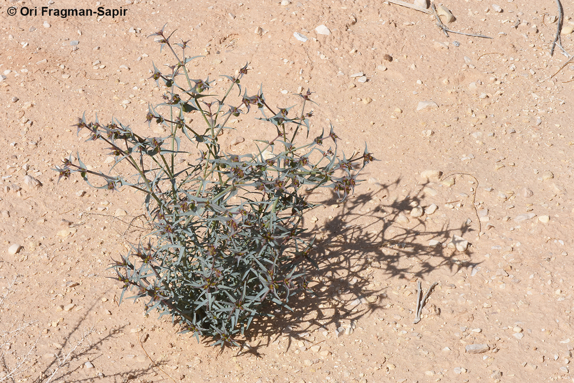 Euphorbia retusa S Israel, Arava Valley, Ktura fields Euphorbia retusa,Geotagged,Israel,Winter