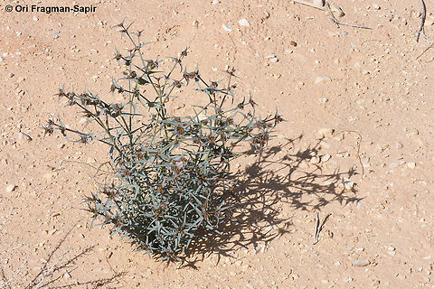 Euphorbia retusa S Israel, Arava Valley, Ktura fields Euphorbia retusa,Geotagged,Israel,Winter
