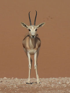 Gazella marica  Arabian sand gazelle,Gazella marica,Geotagged,United Arab Emirates,Winter