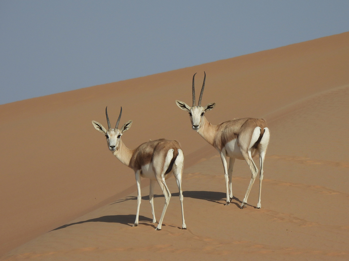 Gazella marica  Arabian sand gazelle,Gazella marica,Geotagged,United Arab Emirates,Winter