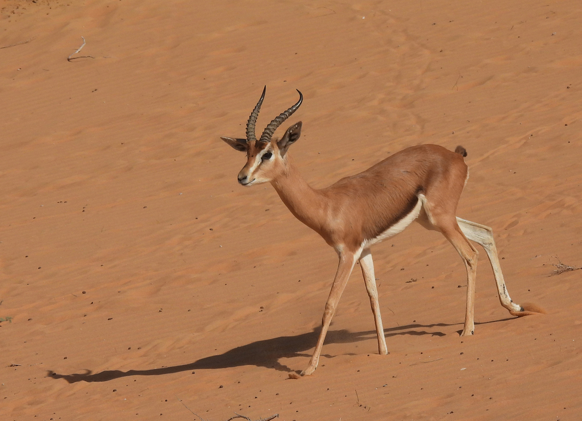 Gazella arabica  Arabian gazelle,Gazella arabica,Geotagged,United Arab Emirates,Winter