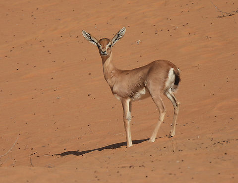 Gazella arabica  Arabian gazelle,Gazella arabica,Geotagged,United Arab Emirates,Winter
