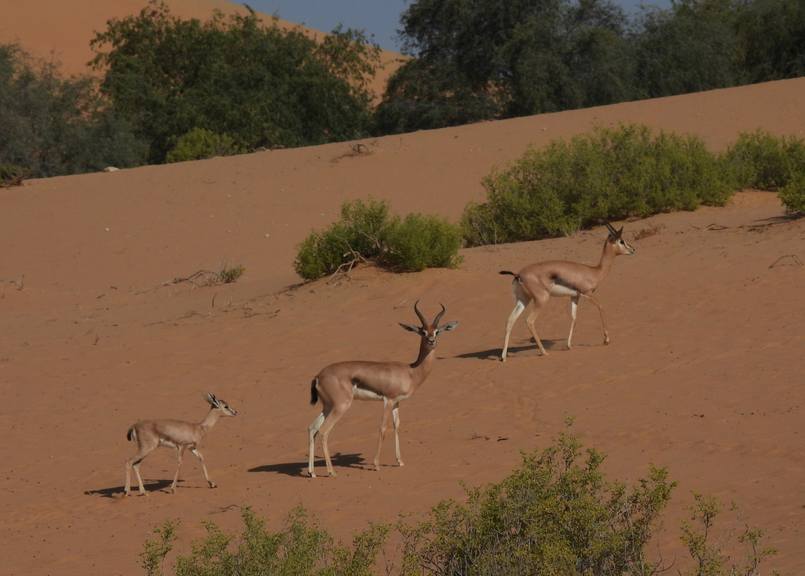 Gazella arabica  Arabian gazelle,Gazella arabica,Gazella gazella,Geotagged,Mountain gazelle,United Arab Emirates,Winter