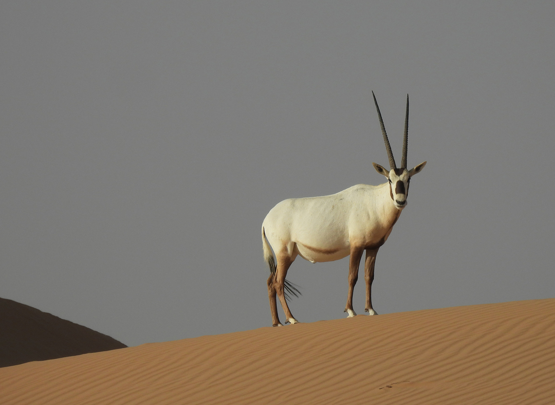 Oryx leucoryx  Arabian oryx,Geotagged,Oryx leucoryx,United Arab Emirates,Winter