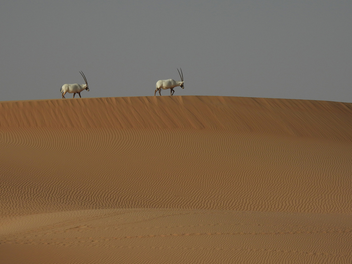 Oryx leucoryx  Arabian oryx,Geotagged,Oryx leucoryx,United Arab Emirates,Winter