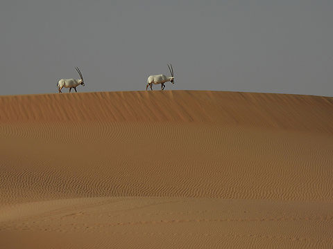 Oryx leucoryx  Arabian oryx,Geotagged,Oryx leucoryx,United Arab Emirates,Winter