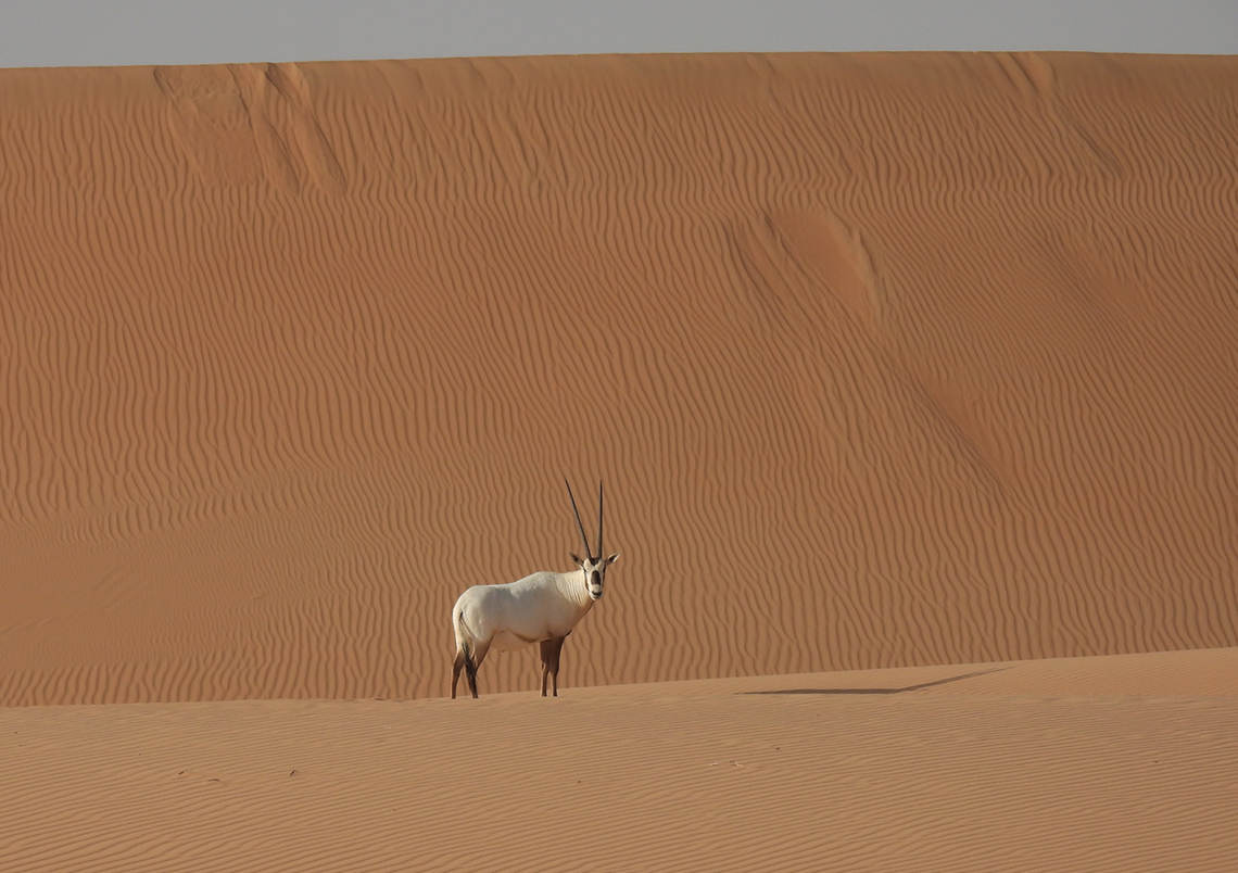 Oryx leucoryx  Arabian oryx,Geotagged,Oryx leucoryx,United Arab Emirates,Winter