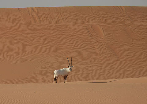 Oryx leucoryx  Arabian oryx,Geotagged,Oryx leucoryx,United Arab Emirates,Winter