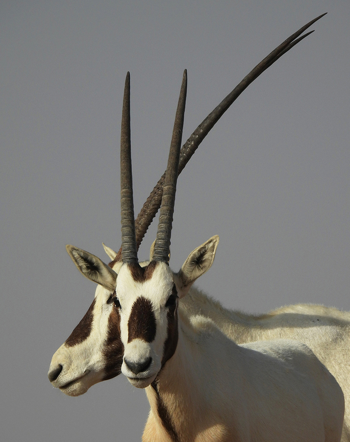 Oryx leucoryx            Arabian oryx,Geotagged,Oryx leucoryx,United Arab Emirates,Winter
