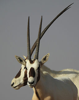 Oryx leucoryx            Arabian oryx,Geotagged,Oryx leucoryx,United Arab Emirates,Winter