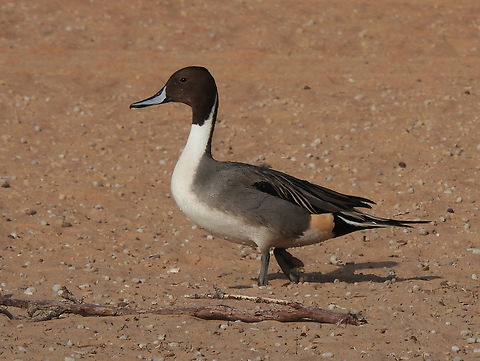 Anas acuta  Anas acuta,Geotagged,Northern Pintail,United Arab Emirates,Winter