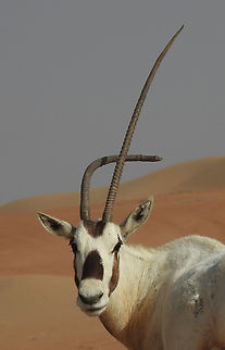 Oryx leucoryx  Arabian oryx,Geotagged,Oryx leucoryx,United Arab Emirates,Winter