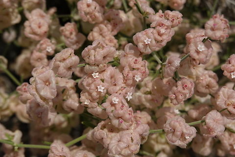 Plocama hymenostephana  Geotagged,Plocama hymenostephana,United Arab Emirates,Winter