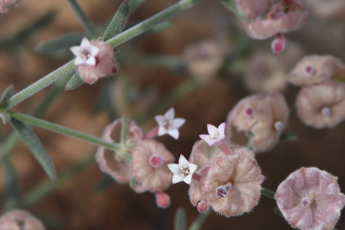 Plocama hymenostephana  Geotagged,Plocama hymenostephana,United Arab Emirates,Winter