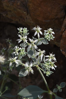 Cometes surattensis  Cometes surattensis,Geotagged,United Arab Emirates,Winter
