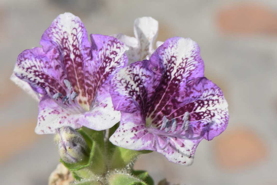 Hyoscyamus insanus  Geotagged,Hyoscyamus insanus,United Arab Emirates,Winter