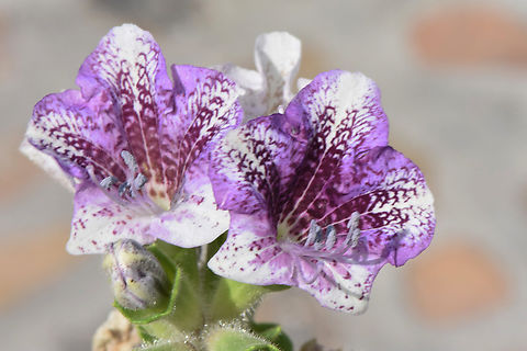 Hyoscyamus insanus  Geotagged,Hyoscyamus insanus,United Arab Emirates,Winter