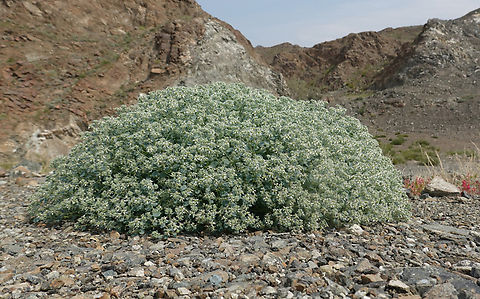 Cometes surattensis  Cometes surattensis,Geotagged,United Arab Emirates,Winter