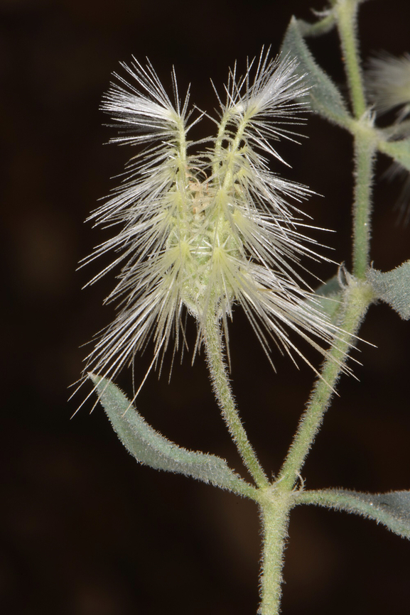 Cometes surattensis  Cometes surattensis,Geotagged,United Arab Emirates,Winter