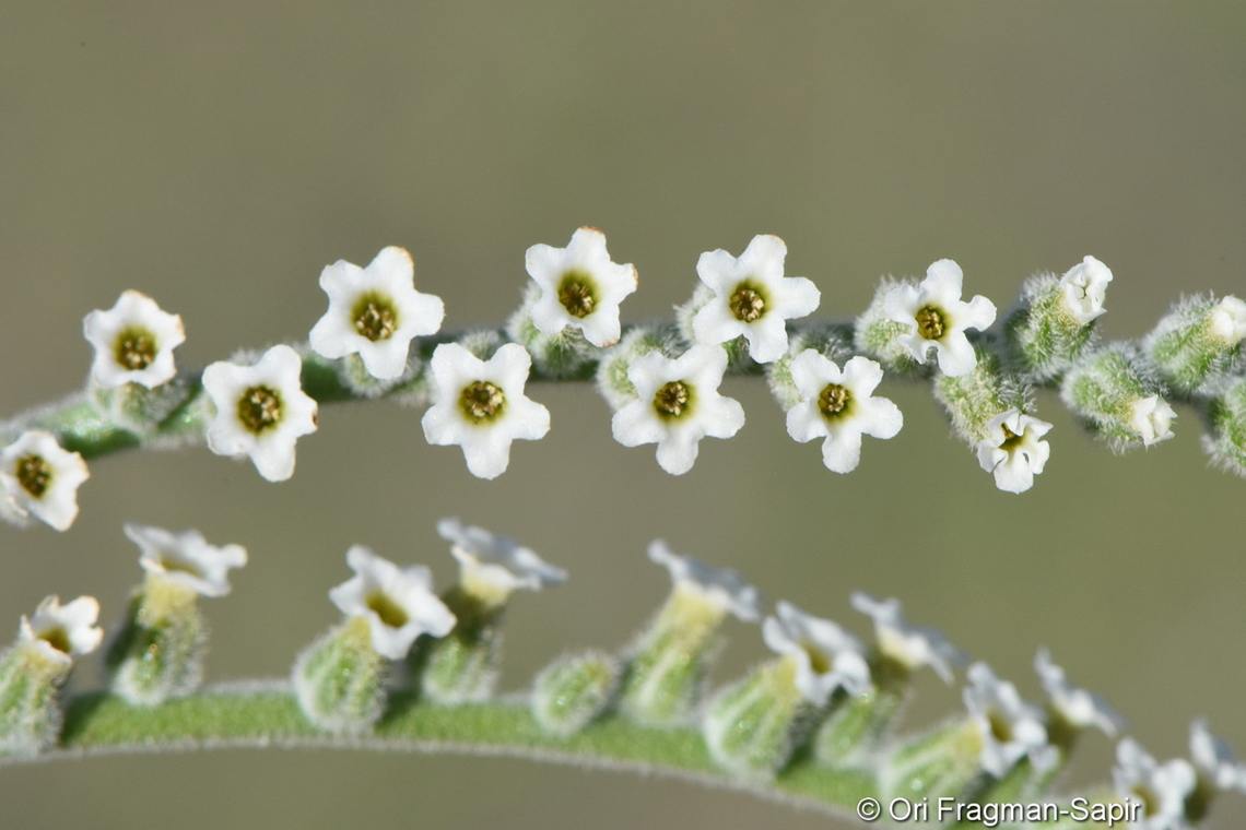 Heliotropium calcareum  Geotagged,Heliotropium calcareum,United Arab Emirates,Winter