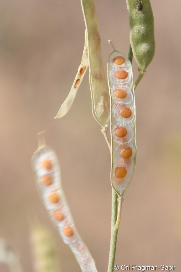 Farsetia linearis Seed dispersal Farsetia linearis,Geotagged,United Arab Emirates,Winter