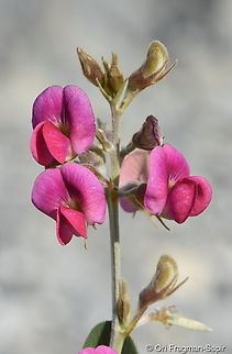 Tephrosia apollinea  Geotagged,Tephrosia apollinea,Tephrosia pollinea,United Arab Emirates,Winter