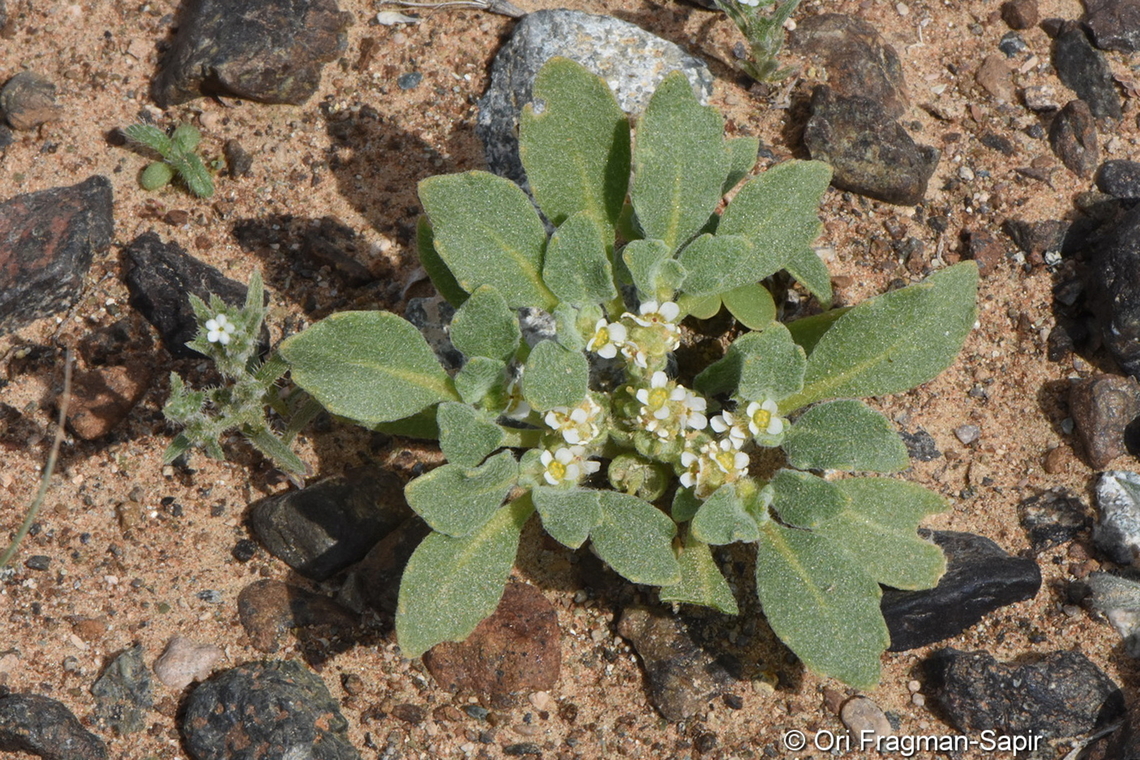 Anastatica hierochuntica  Anastatica,Anastatica hierochuntica,Geotagged,United Arab Emirates,Winter