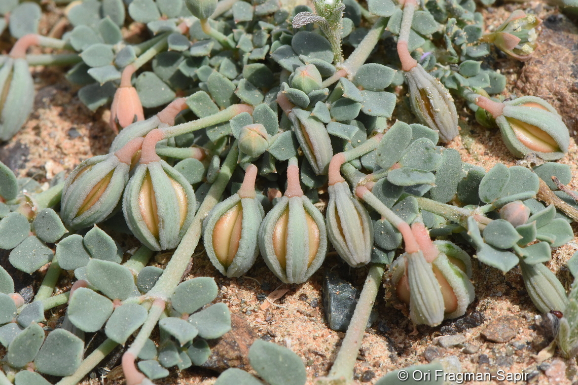 Seetzenia orientalis  Geotagged,Seetzenia orientalis,United Arab Emirates,Winter