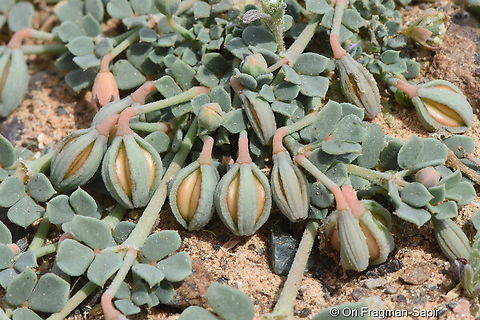 Seetzenia orientalis  Geotagged,Seetzenia orientalis,United Arab Emirates,Winter