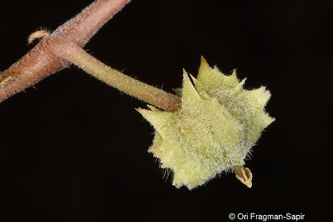Tribulus pentandrus  Geotagged,Tribulus pentandrus,United Arab Emirates,Winter