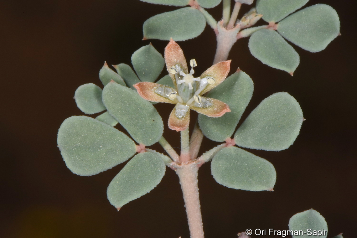 Seetzenia orientalis  Geotagged,Seetzenia orientalis,United Arab Emirates,Winter