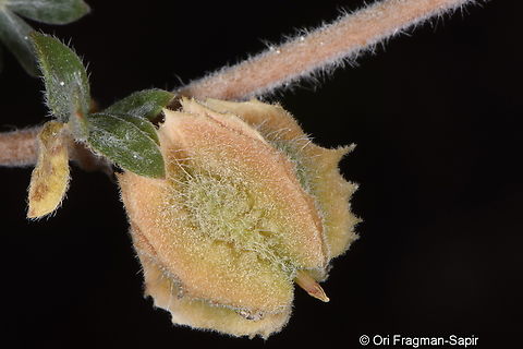 Tribulus macropterus  Geotagged,Tribulus macropterus,United Arab Emirates,Winter