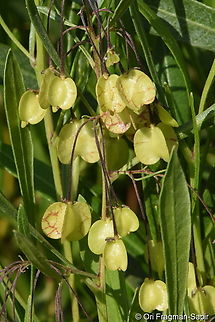Dodonaea viscosa  Akeake,Dodonaea viscosa,Geotagged,United Arab Emirates,Winter