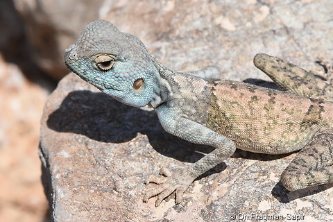 Pseudotrapelus jensvindumi  Geotagged,Pseudotrapelus jensvindumi,United Arab Emirates,Winter