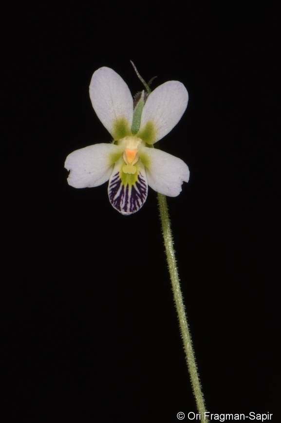 Viola cinerea  Geotagged,United Arab Emirates,Viola cinerea,Winter