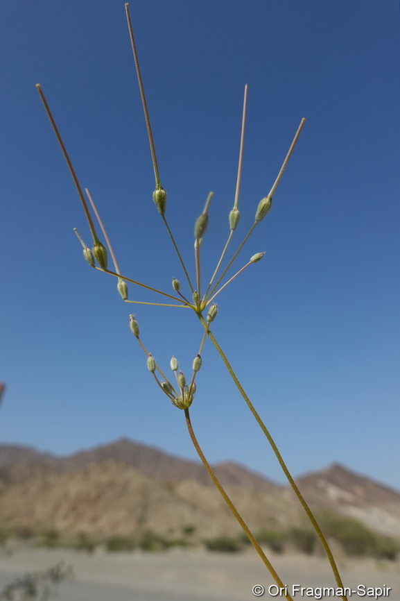 Monsonia nivea  Geotagged,Monsonia nivea,United Arab Emirates,Winter