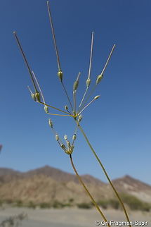 Monsonia nivea  Geotagged,Monsonia nivea,United Arab Emirates,Winter