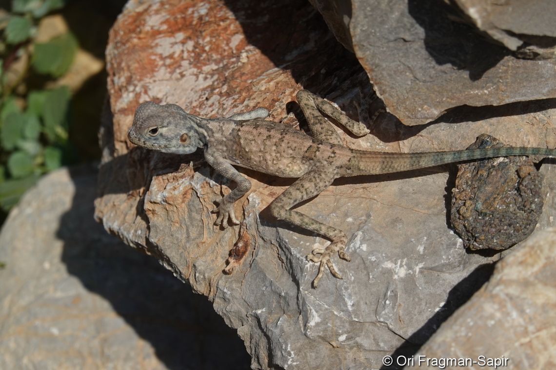 Pseudotrapelus jensvindumi  Geotagged,Pseudotrapelus jensvindumi,United Arab Emirates,Winter