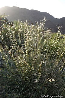 Cymbopogon commutatus  Cymbopogon commutatus,Geotagged,Incense grass,United Arab Emirates,Winter